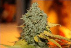 Bubba Kush