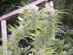 DSCF4778