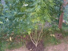 DSCF4838.JPG
