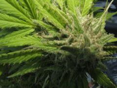 DSCF4857.JPG