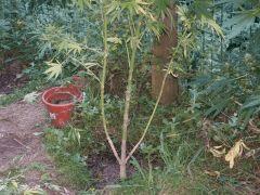 DSCF4842.JPG