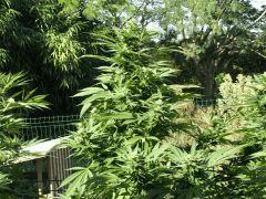 DSCF4818.JPG