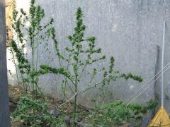 DSCF4849.JPG