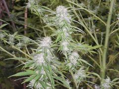 DSCF4776
