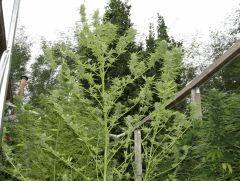 DSCF4781