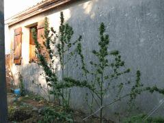 DSCF4850.JPG