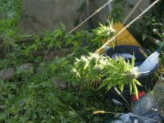 DSCF4815