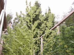 DSCF4782