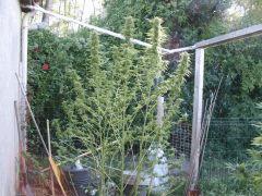 DSCF4846.JPG