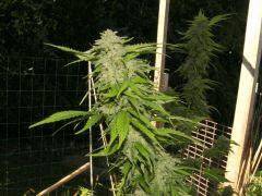 DSCF4826.JPG
