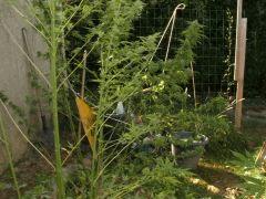 DSCF4829.JPG