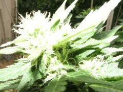 DSCF4910.JPG