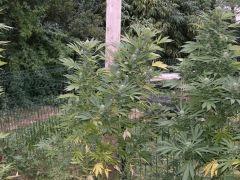 DSCF4806