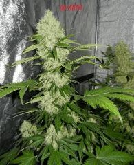 2 og kush 1