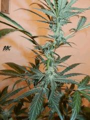 5 BBC