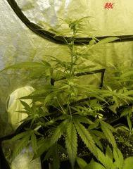 2 bbc