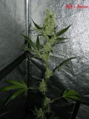 4 AxB