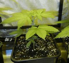 4 og 2