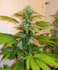 3 og kush
