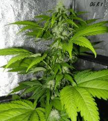 2 og kush