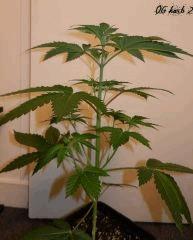 6 OG kush 2