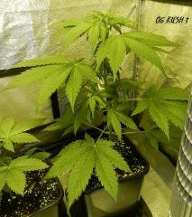3 og kush