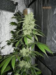 5 Moreneta