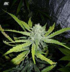 3 bbc