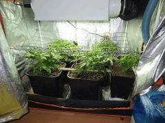 3ieme session  liberty haze