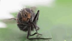 zobie La mouche