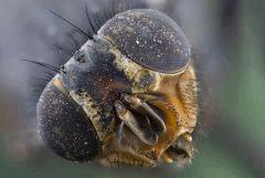 zobie La mouche 3