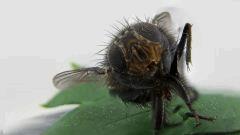 zoubie La mouche 2
