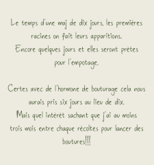 bout's Fin
