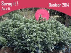 scrog It
