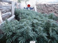 Scrog FTS