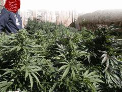 Scrog2