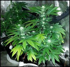 Green Crack 2 Flo  27