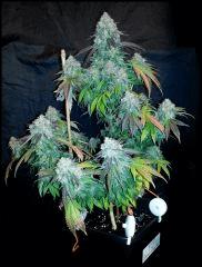 HSO Green Crack #1 cut à flo +73