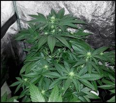 HSO Green Crack