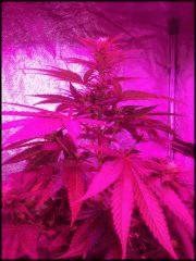 Rock Lock Flo  21