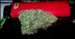 Petite bud de Rock Lock