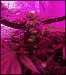 GC1 FLO  22
