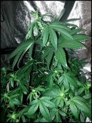 HSO Chem Dawg
