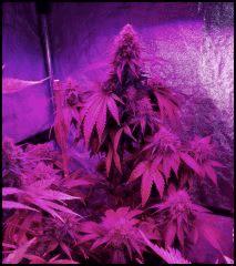 green Crack 2 Flo +59