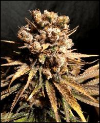 DNA Genetics Rock Lock flo +68 (rinçage +4)