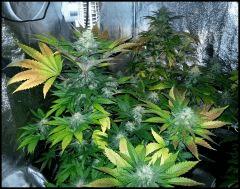 Green Crack 1 Et 2