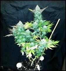 Green Crack 2 flo +60 début du rinçage +0