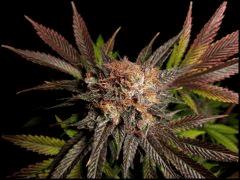 HSO Green Crack flo +69 (rinçage +5)