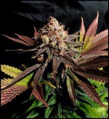 HSO Green Crack flo +69 (rinçage +5)
