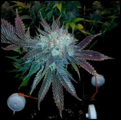 HSO Green Crack #2 cut à flo +74
